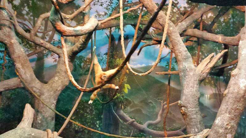 Jungle Trails - Tropical Asian Animals