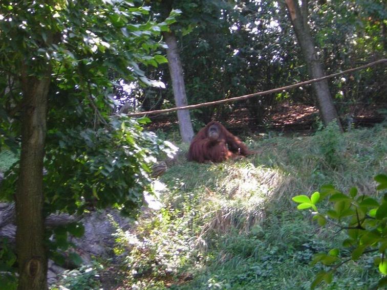 Jungle Trals-Lana-Sumatran Orangutan
