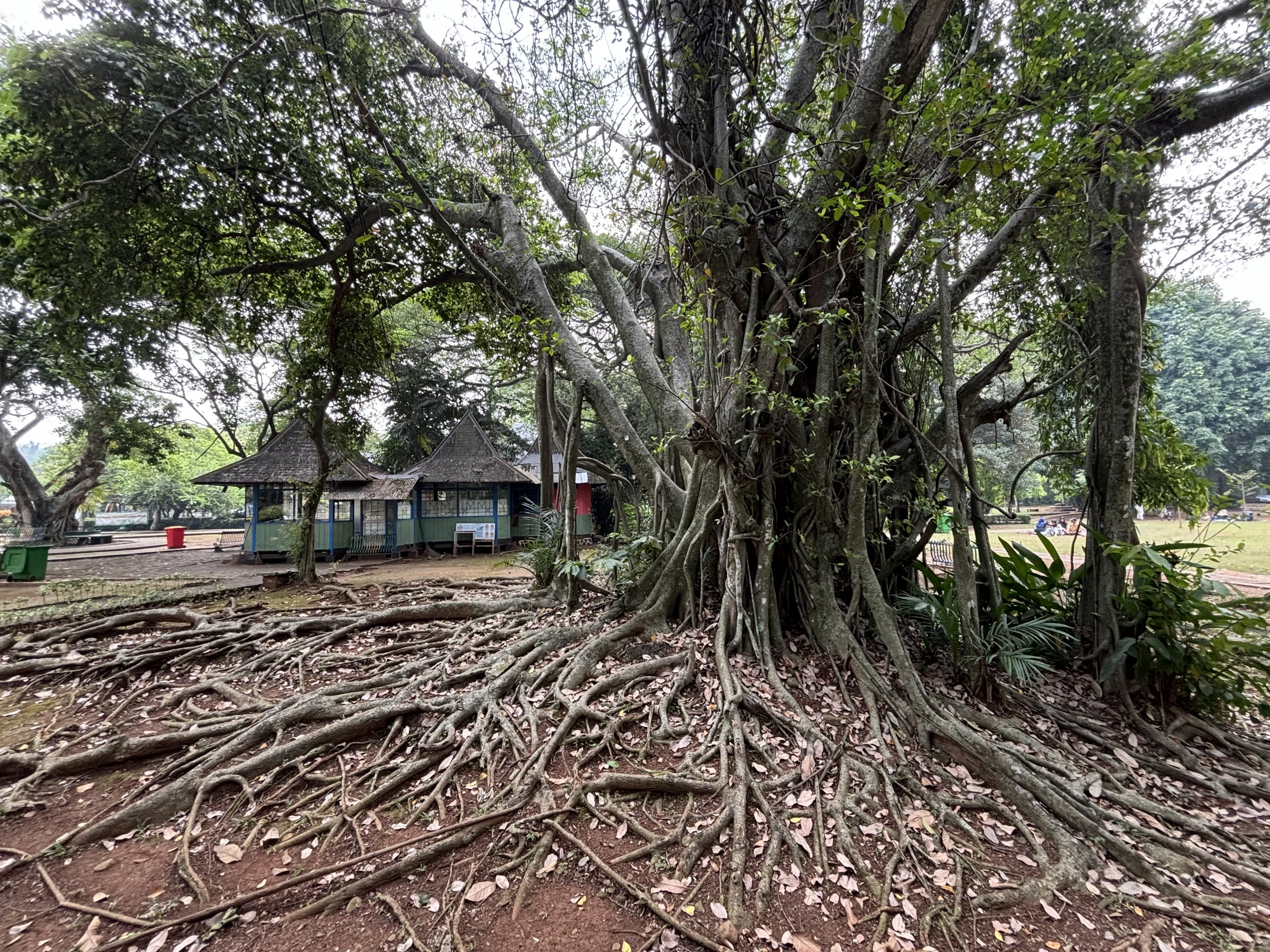 Jungle tree roots are everywhere
