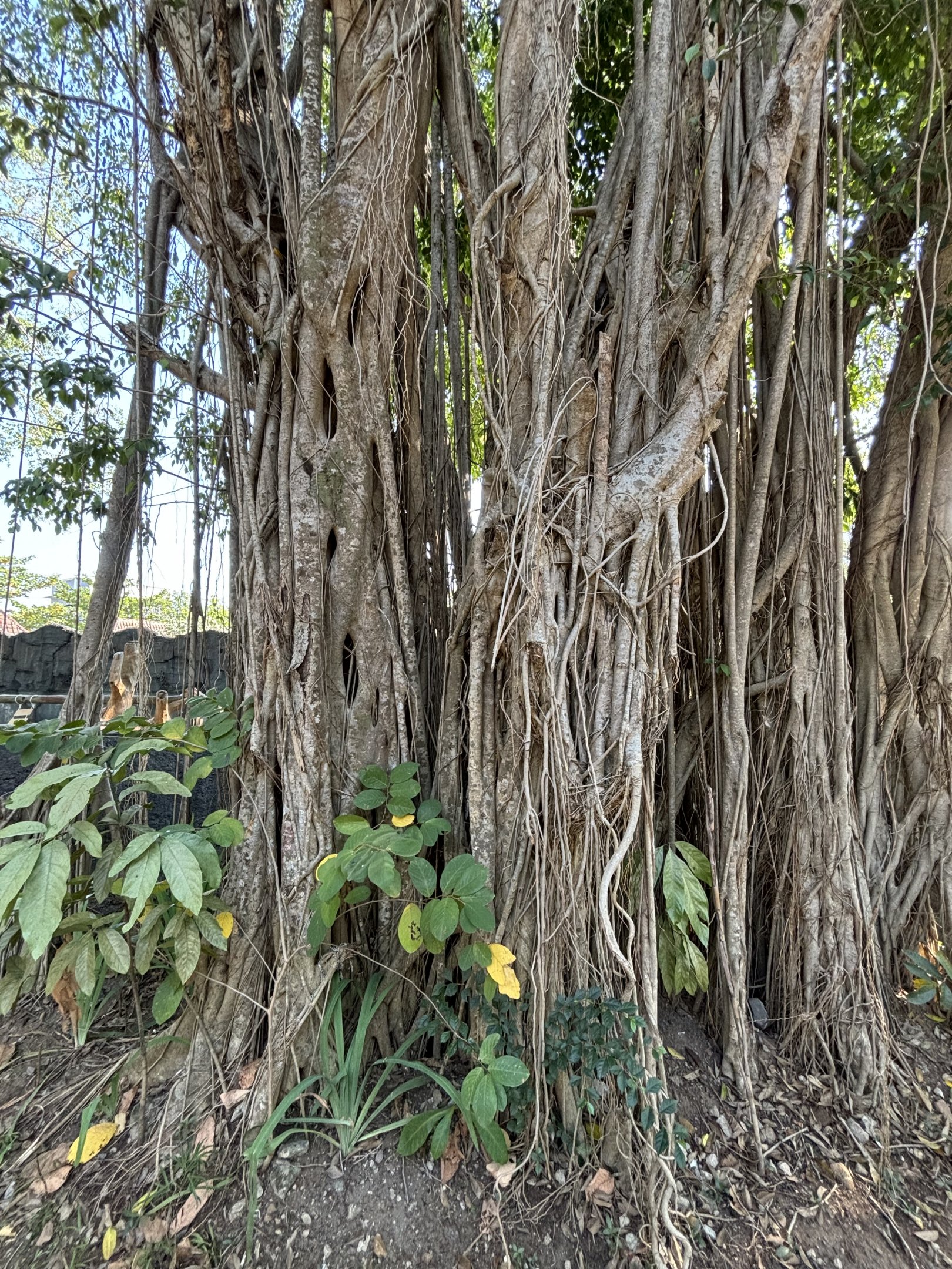 Jungle trees are astonishing in SEA - Solo Safari