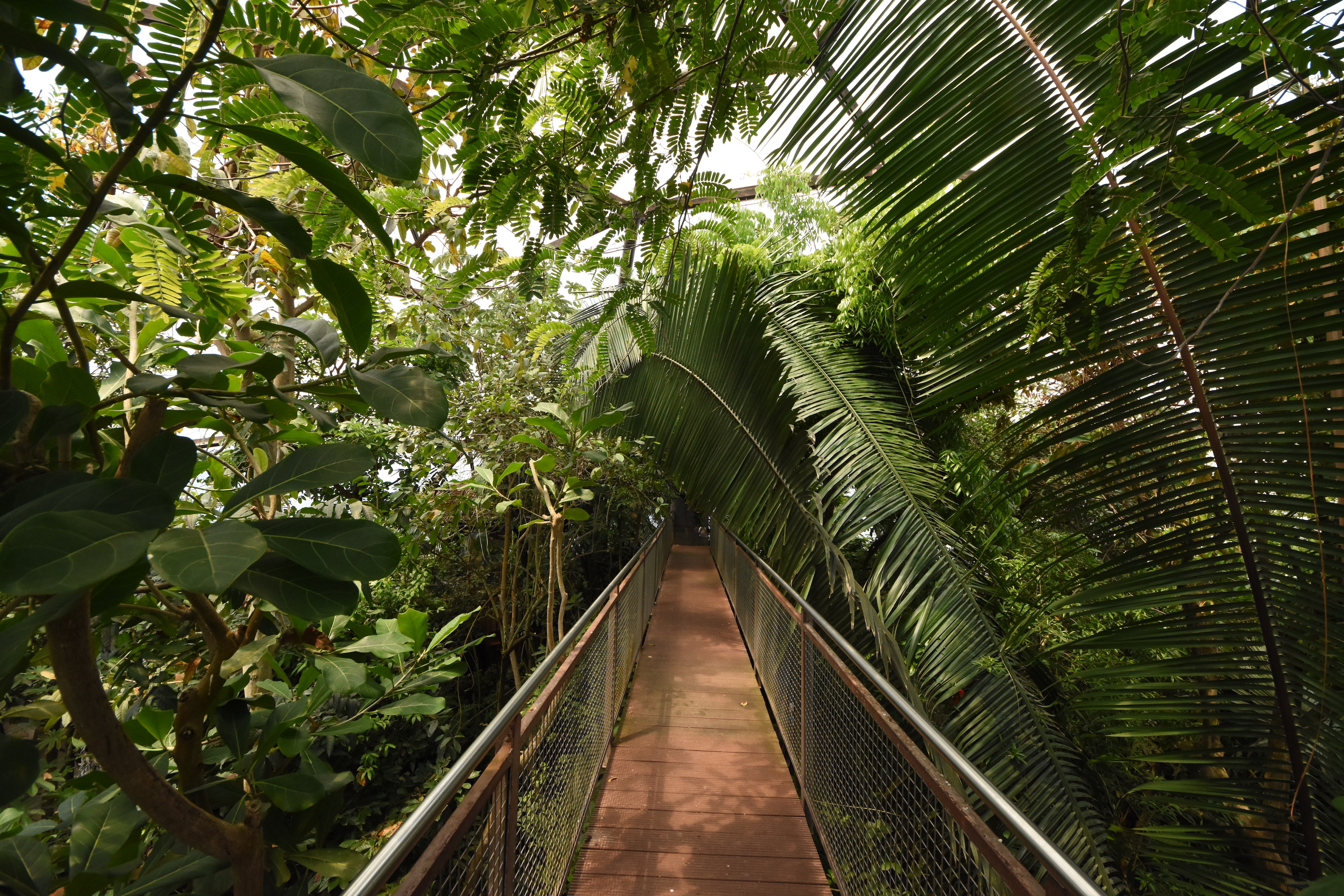 Jungle trek - Bridge