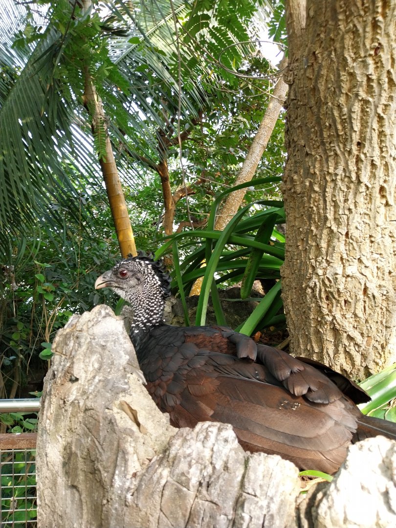Jungle Trek dome - Canopy walk - Great curassow (Crax rubra rubra)