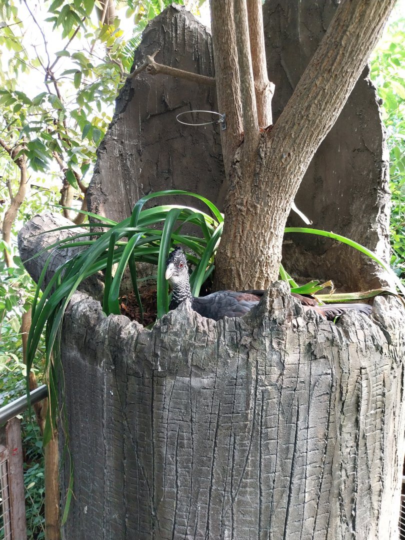 Jungle Trek dome - Canopy walk - Great curassow (Crax rubra rubra)
