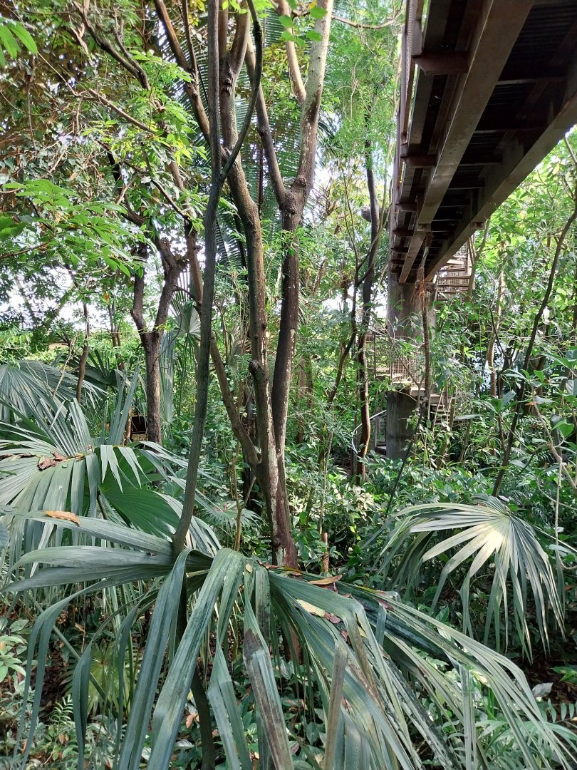 Jungle Trek dome - Canopy walk