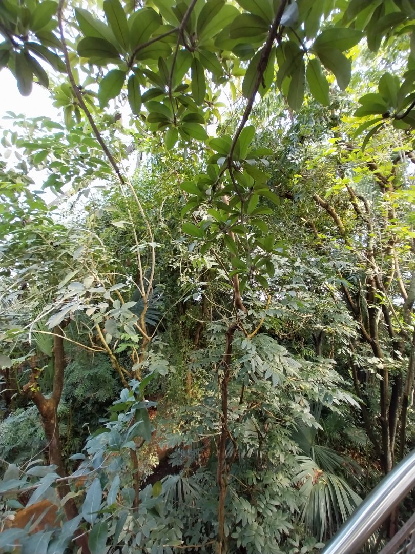 Jungle Trek dome - Canopy walk