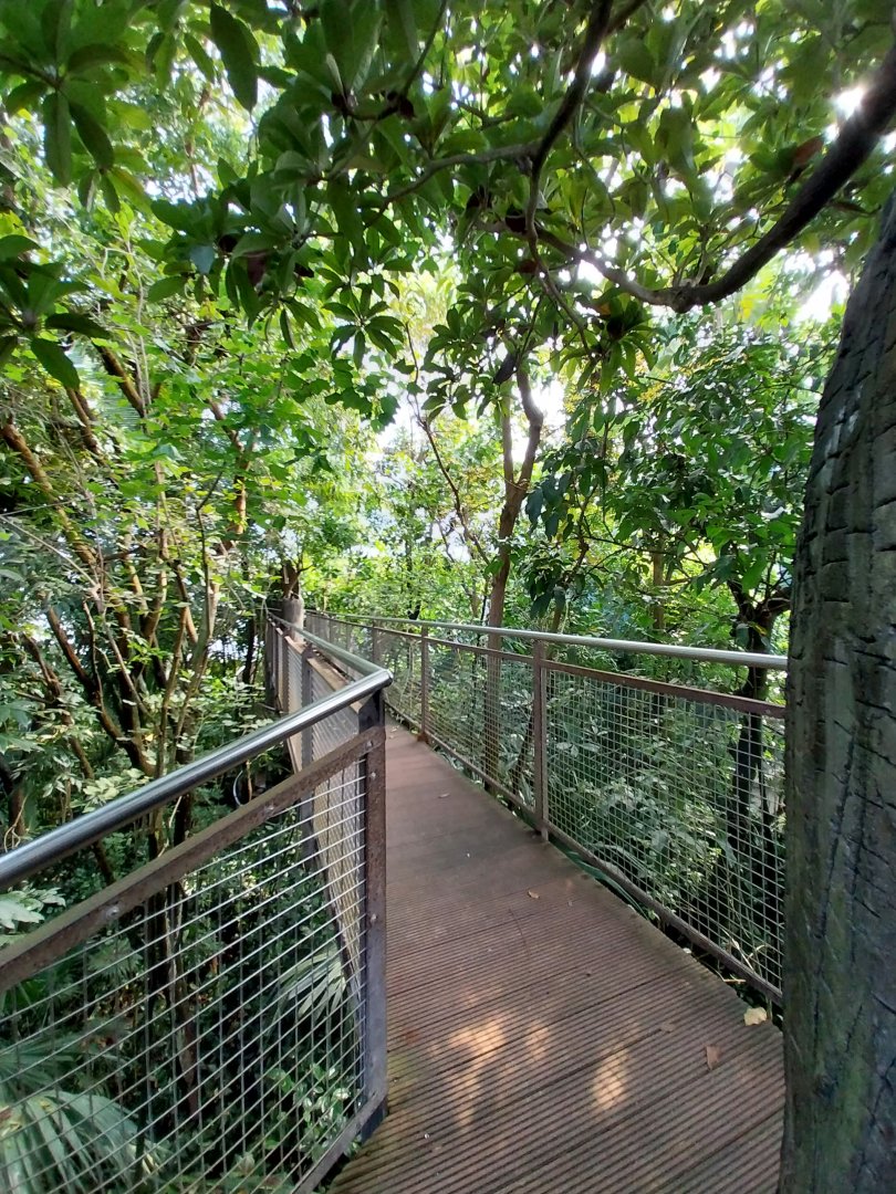 Jungle Trek dome - Canopy walk