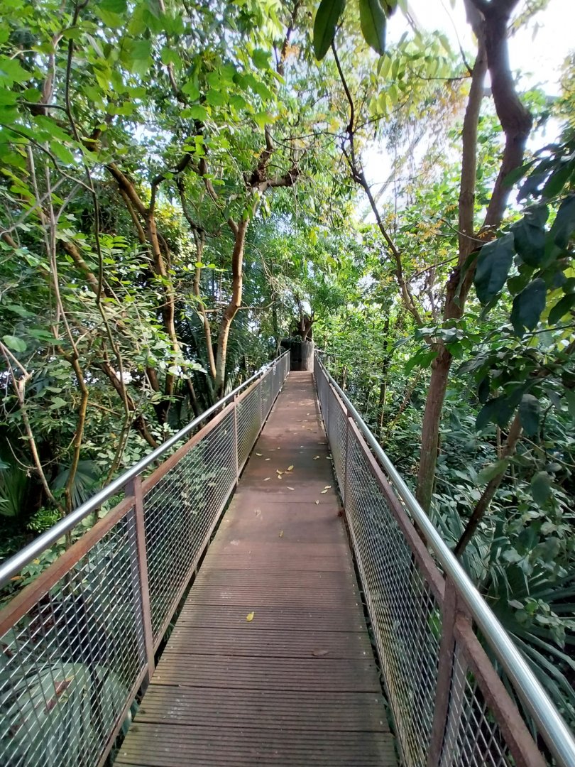Jungle Trek dome - Canopy walk