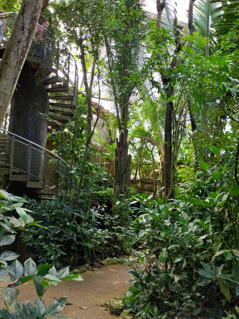 Jungle Trek dome - Canopy walk