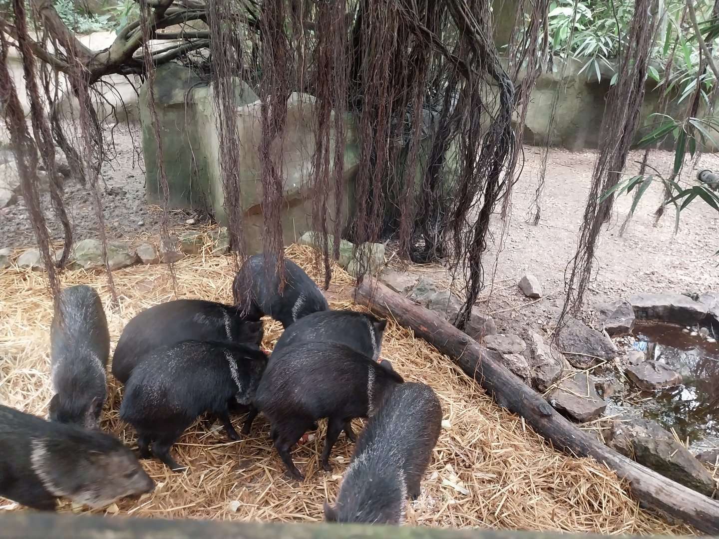 Jungle Trek dome - Collared peccary (Pecari tajacu)