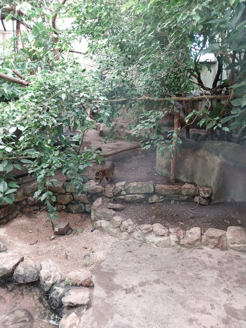 Jungle Trek dome - Crab-eating raccoon enclosure