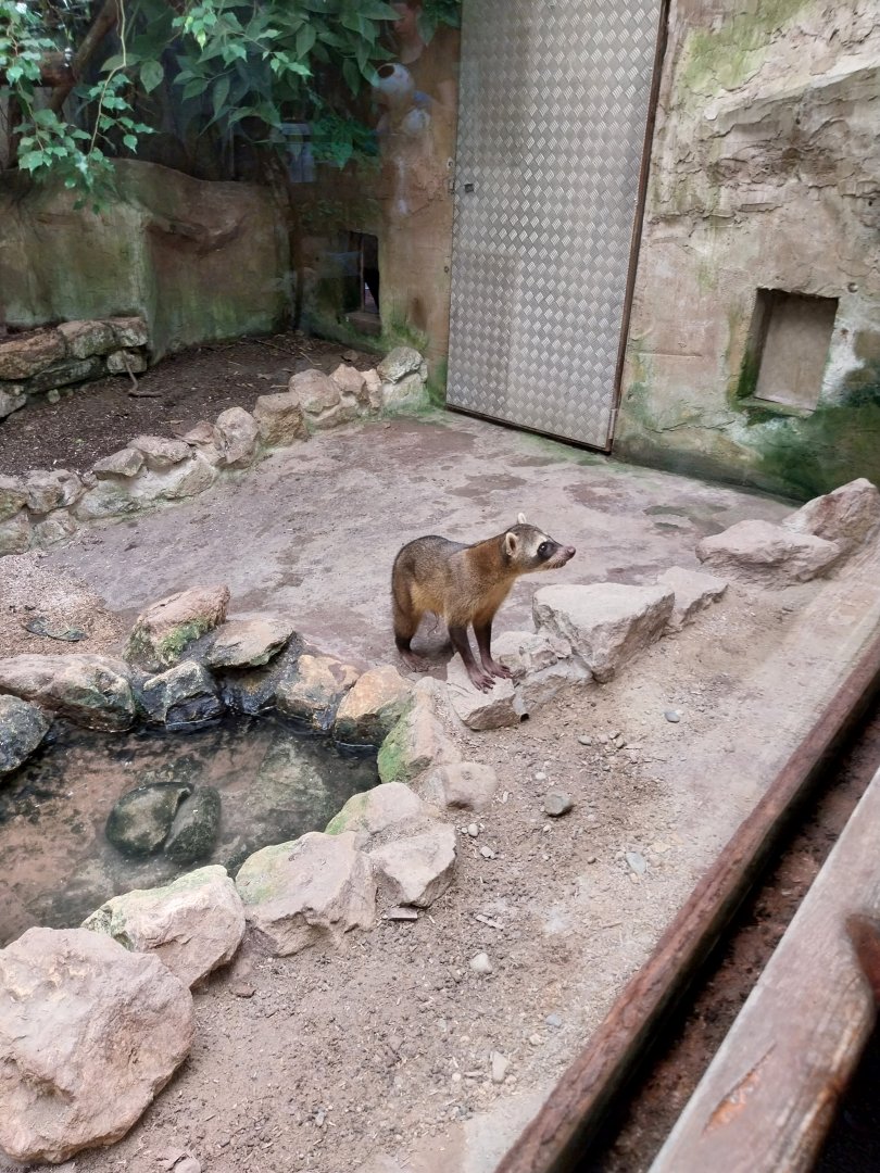Jungle Trek dome - Crab-eating raccoon (Procyon cancrivorus)
