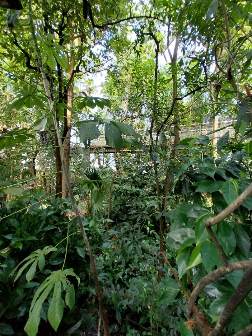 Jungle Trek dome - general view