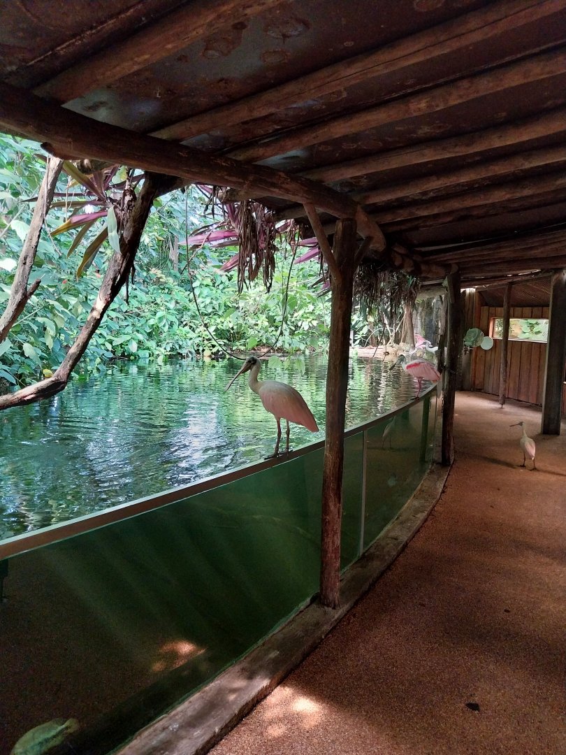 Jungle Trek dome - Roseate spoonbill (Platalea ajaja)