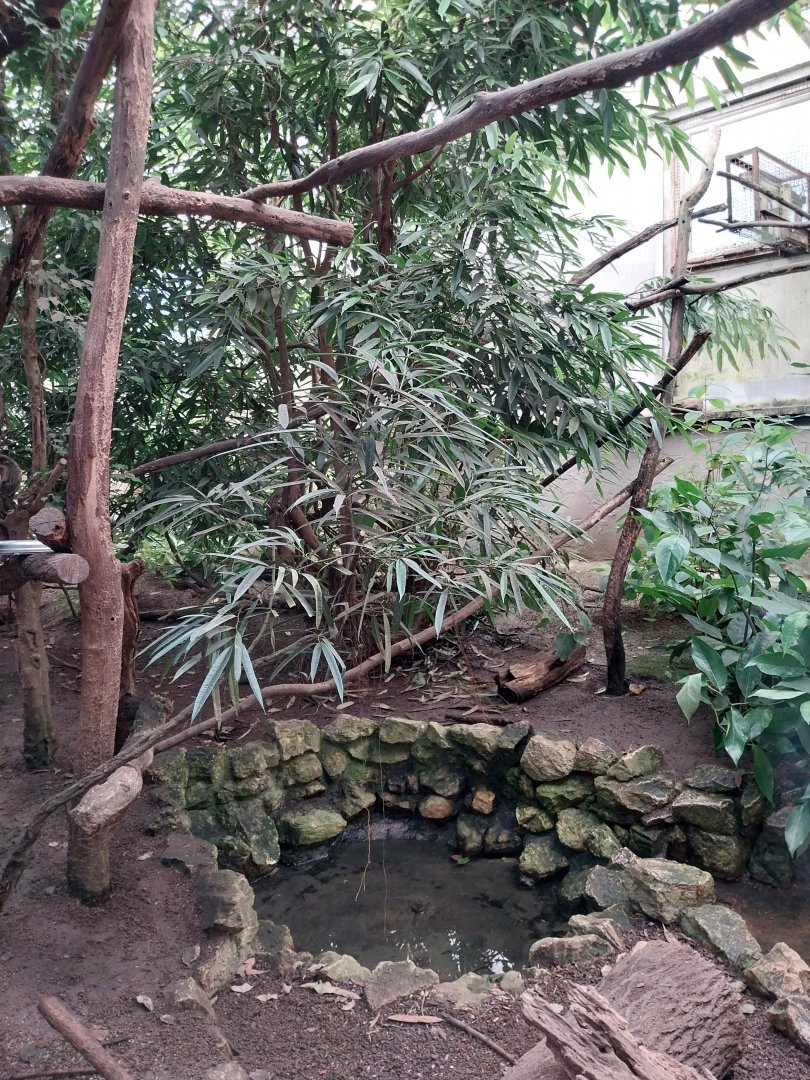 Jungle Trek dome - Southern tamandua enclosure