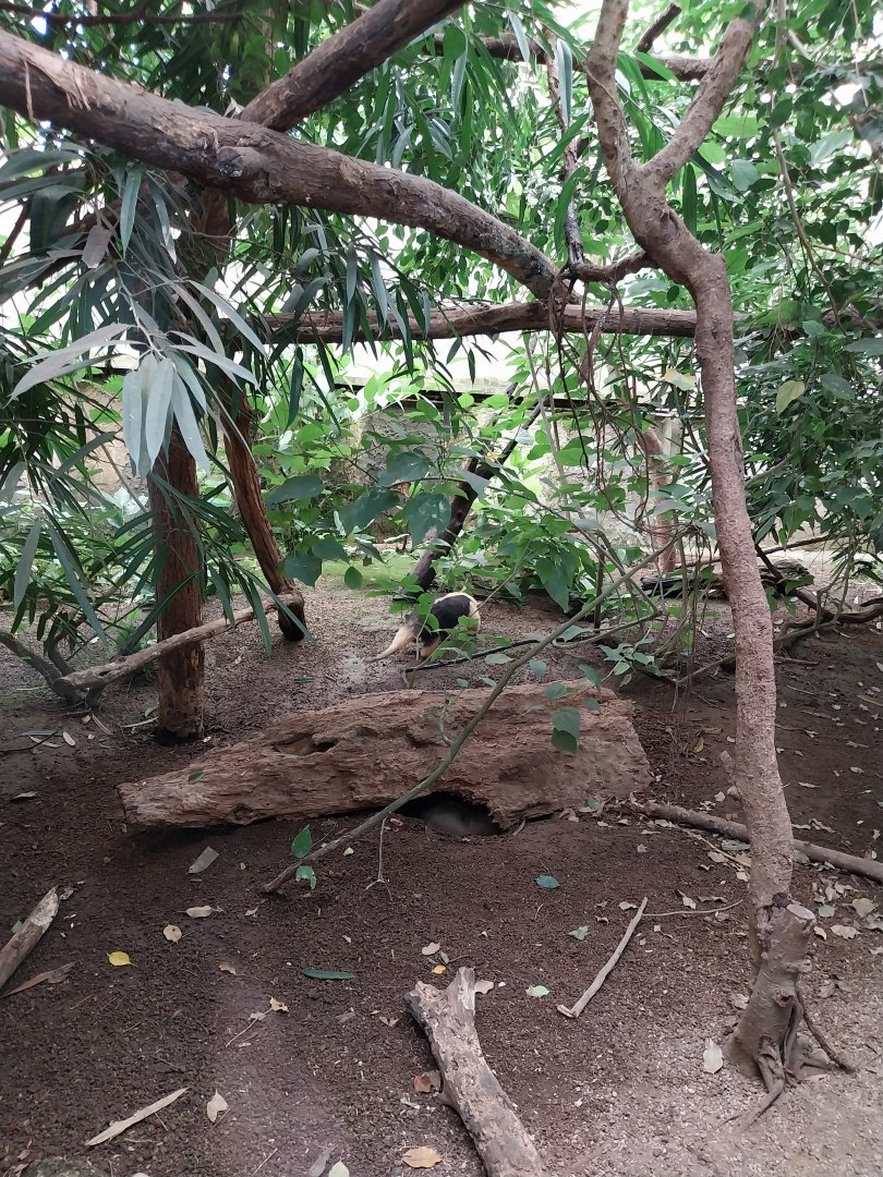 Jungle Trek dome - Southern tamandua enclosure