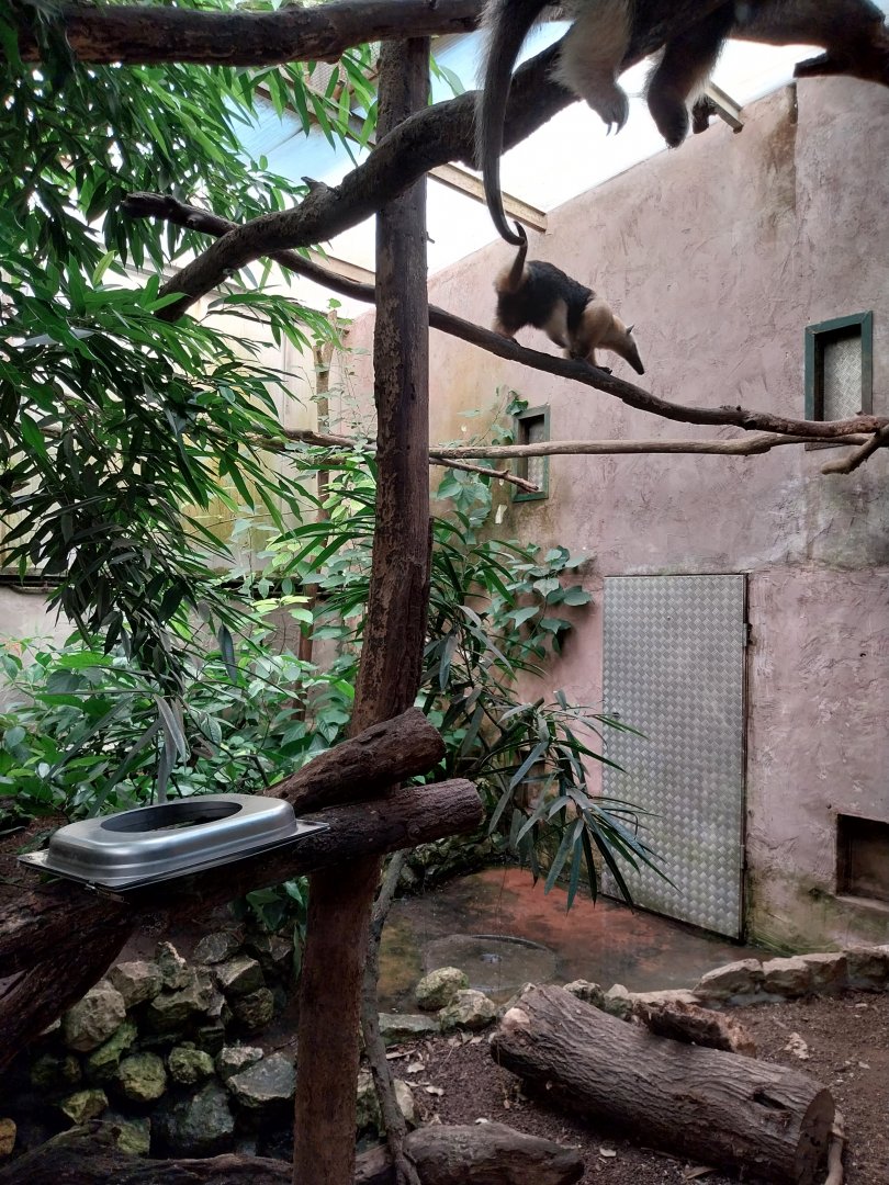 Jungle Trek dome - Southern tamandua (Tamandua tetradactyla)