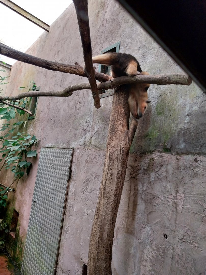 Jungle Trek dome - Southern tamandua (Tamandua tetradactyla)