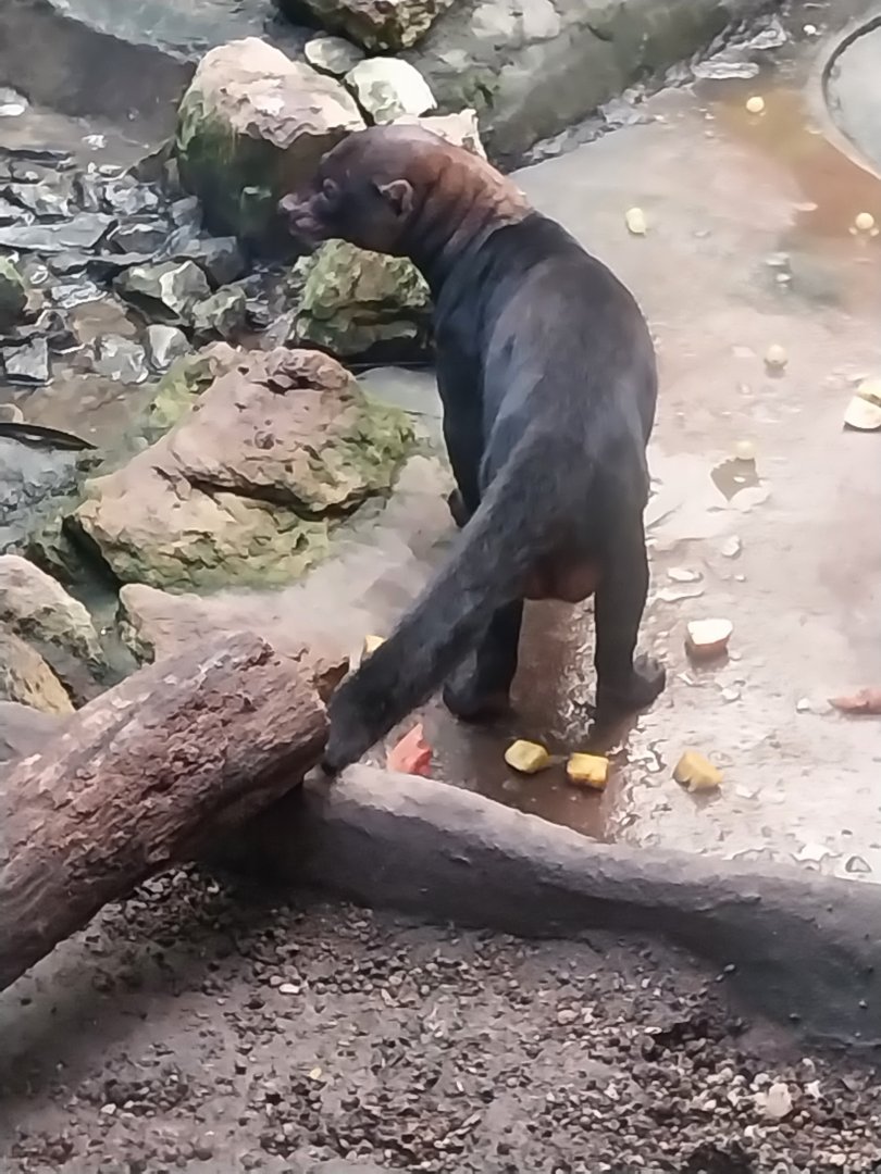 Jungle Trek dome - Tayra (Eira barbara)