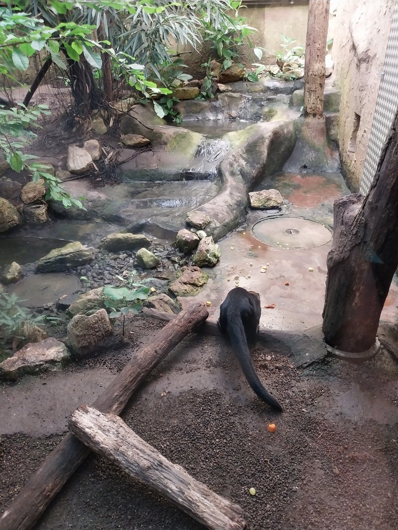 Jungle Trek dome - Tayra enclosure