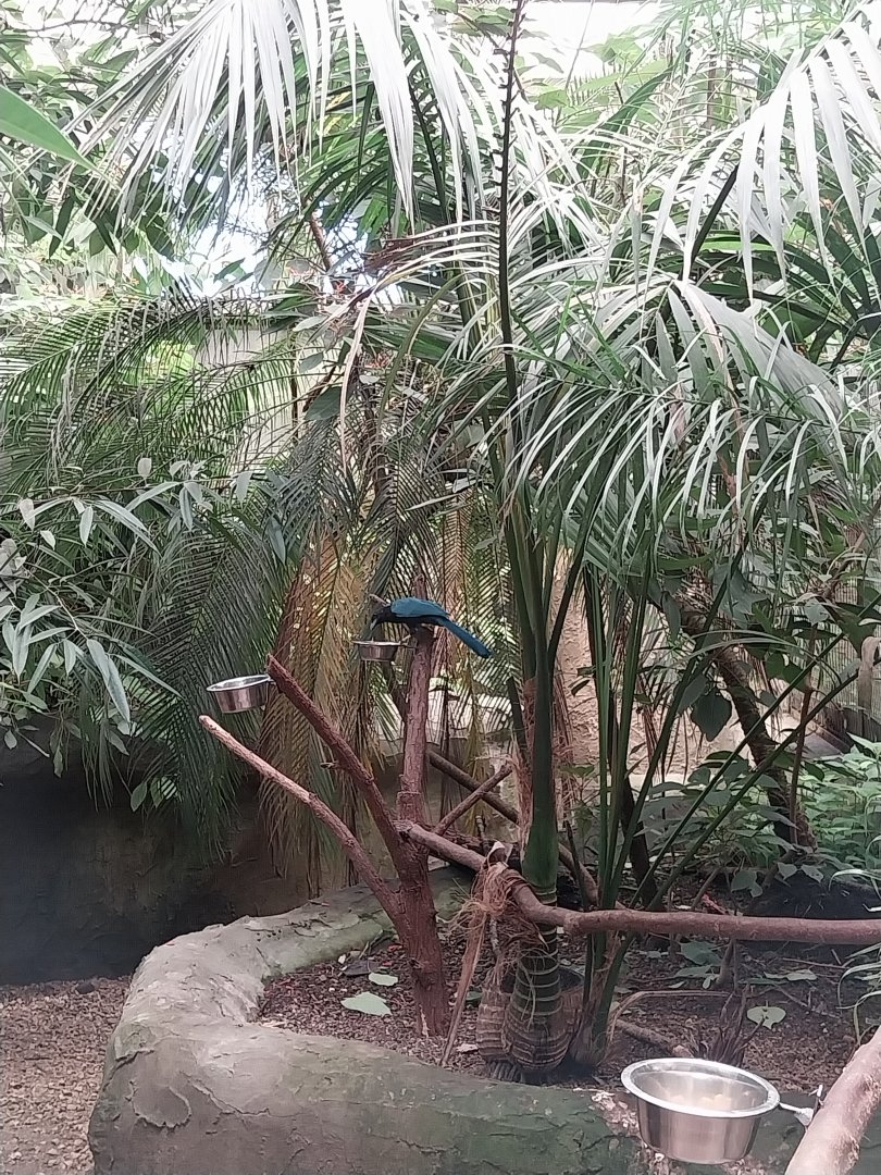 Jungle Trek dome - Yucatan jay (Cyanocorax yucatanicus)