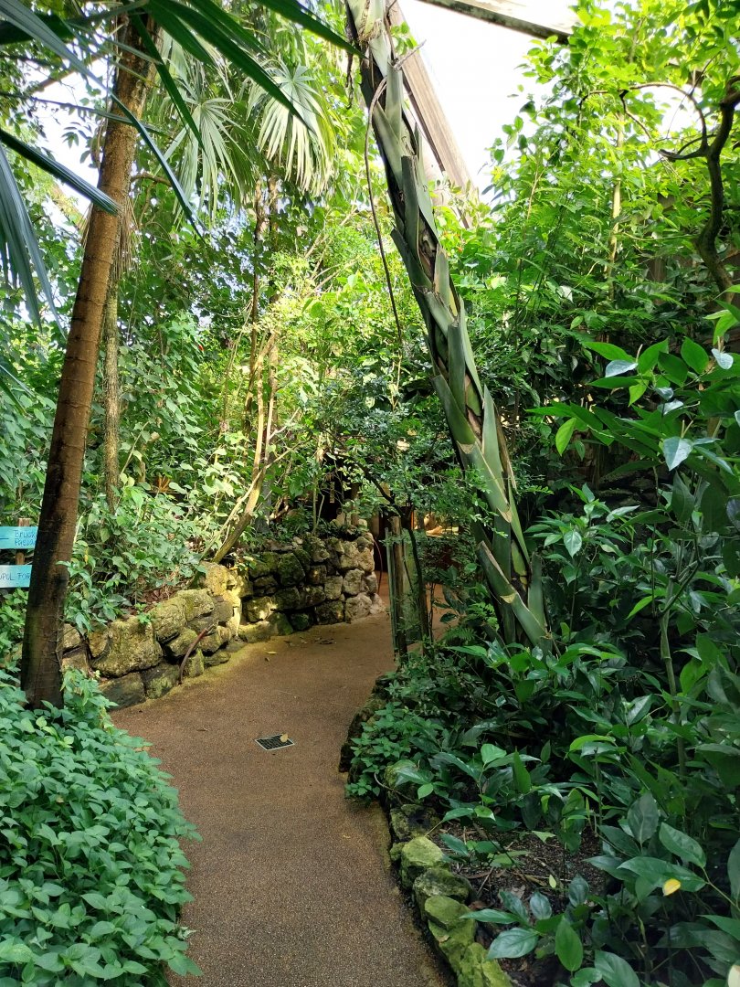 Jungle Trek dome