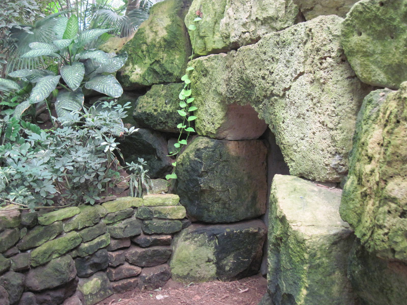 Jungle-Underwater Tunnel