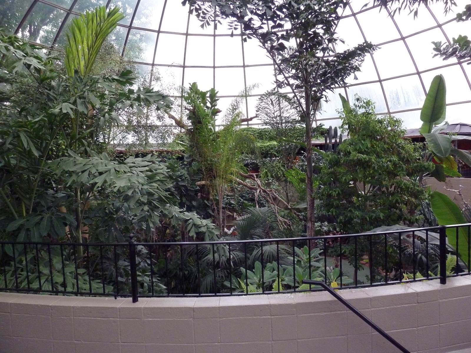 Jungle - Upper Level