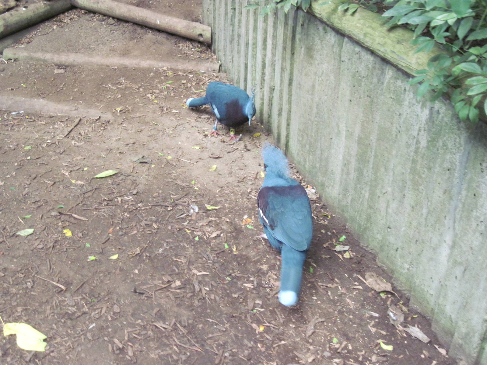 Jungle-Victoria Crowned Pigeon