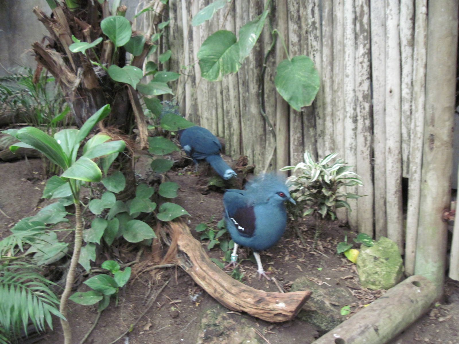 Jungle-Victoria Crowned Pigeon