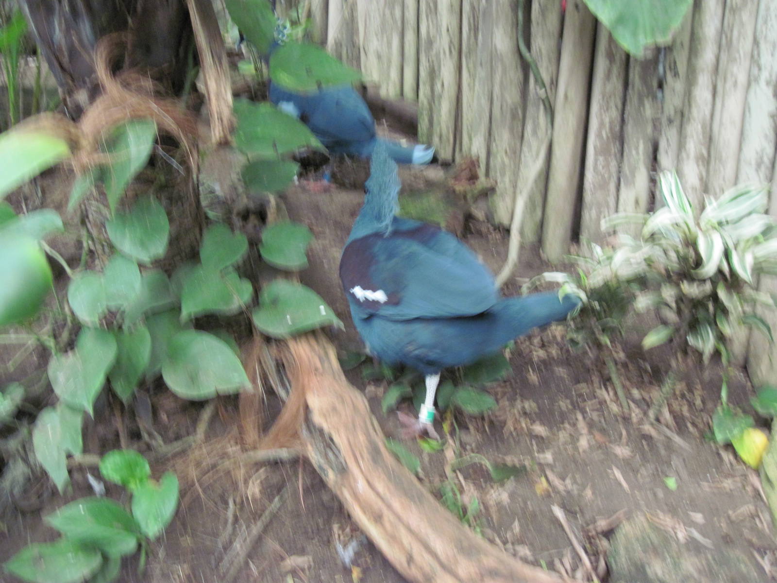Jungle-Victoria Crowned Pigeon