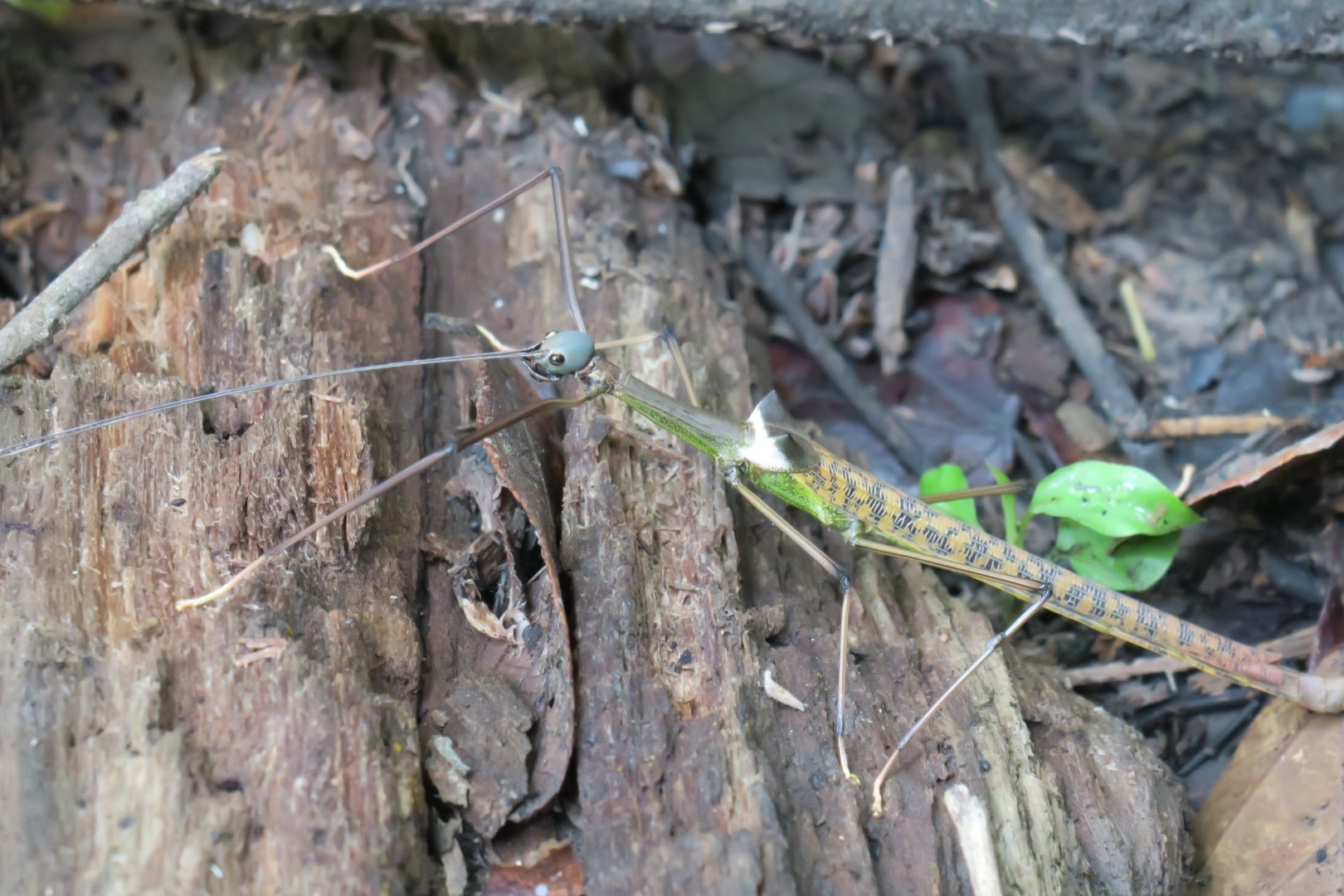 Jungle walk Kinabatangan