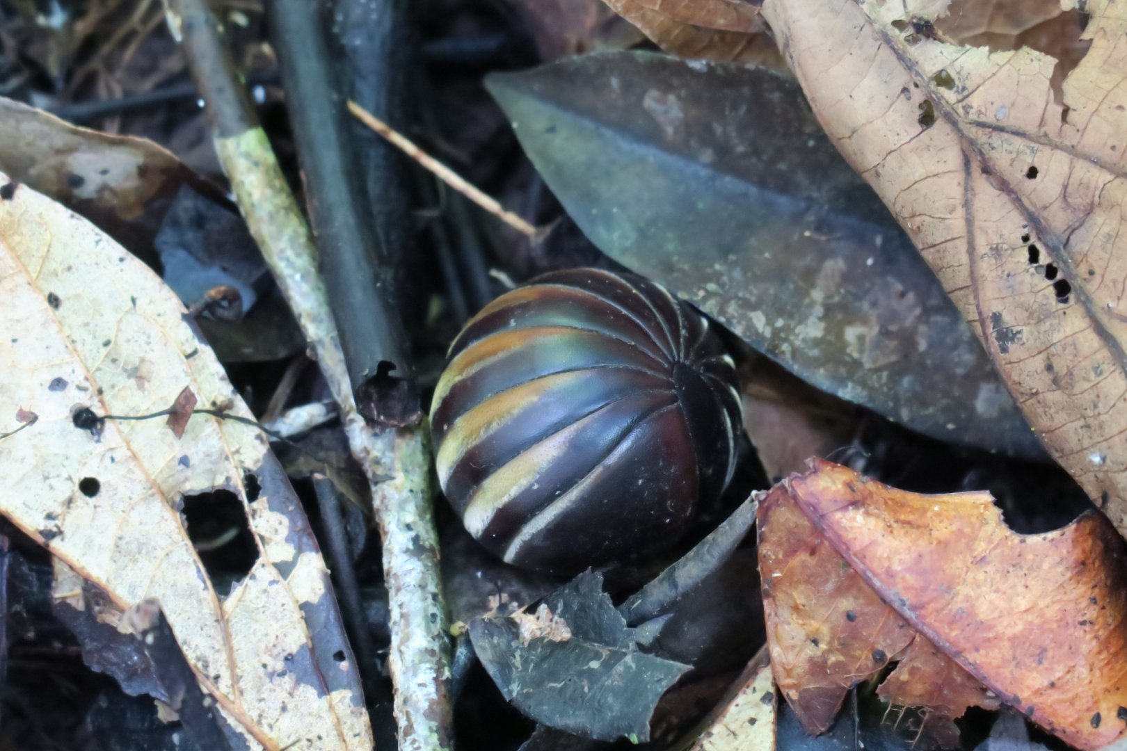 Jungle walk Kinabatangan