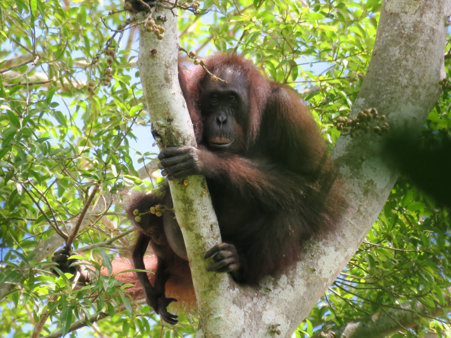 Jungle walk Kinabatangan