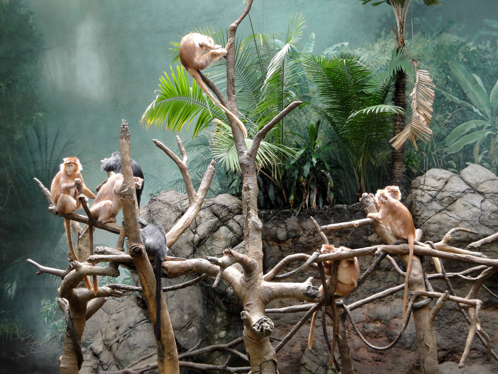 Jungle World - Ebony Langurs