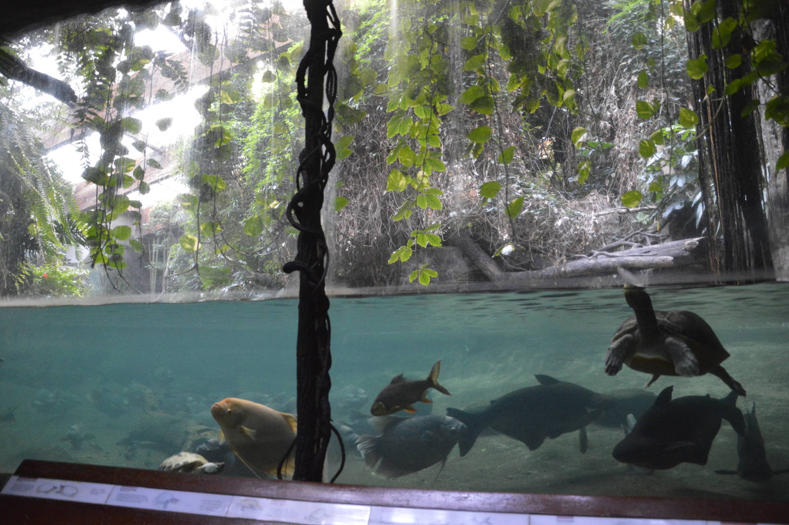 Jungle World exhibit 031215
