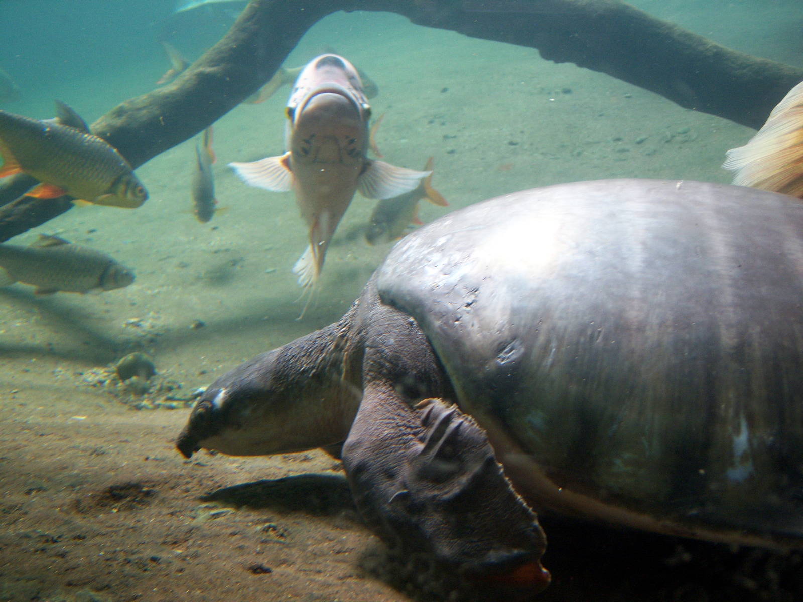 Jungle World - Fly River Turtle