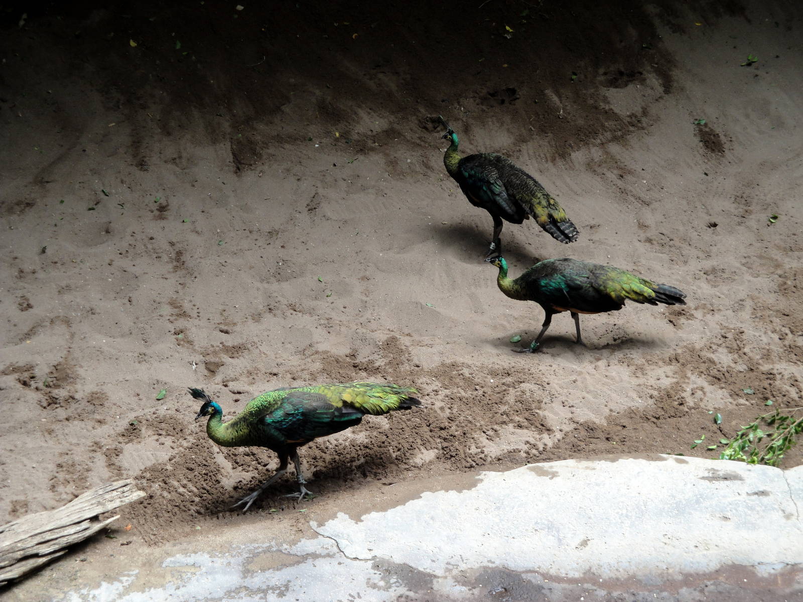 Jungle World - Green Peafowl