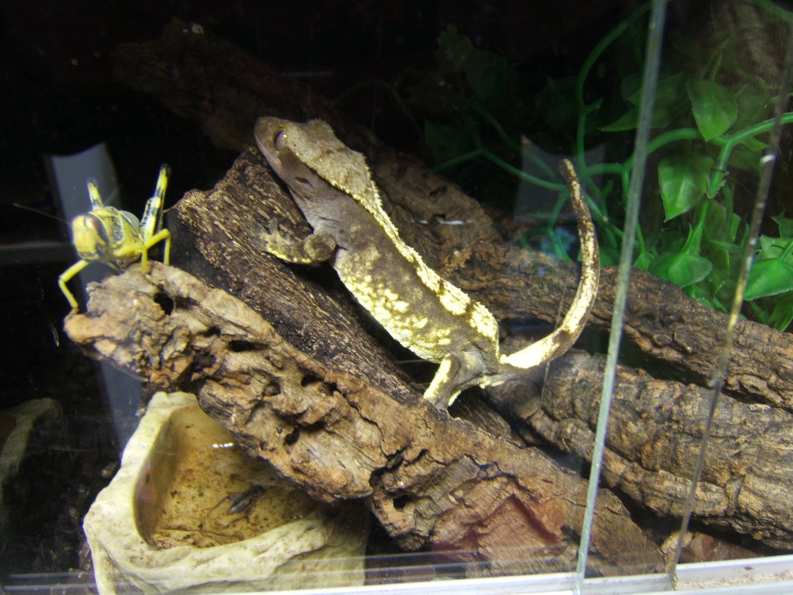 Jungle World Northern Ireland