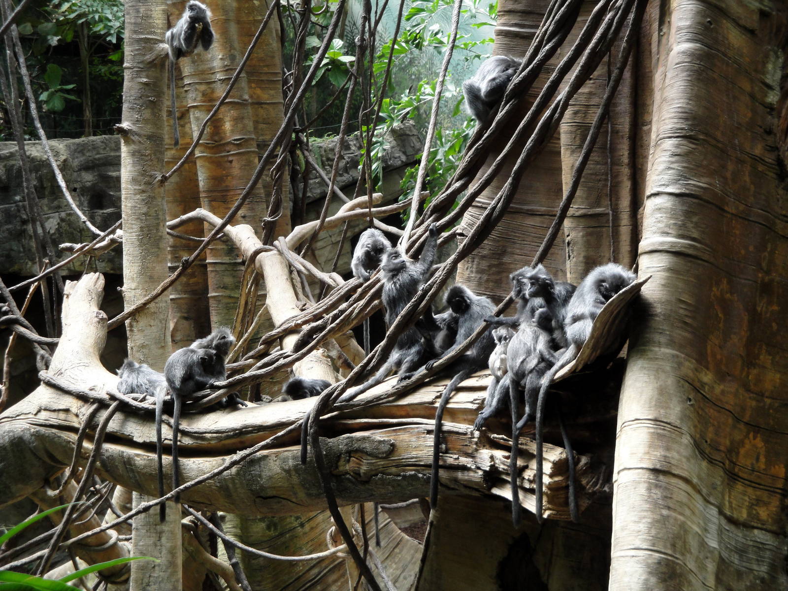 Jungle World - Silvered Langurs