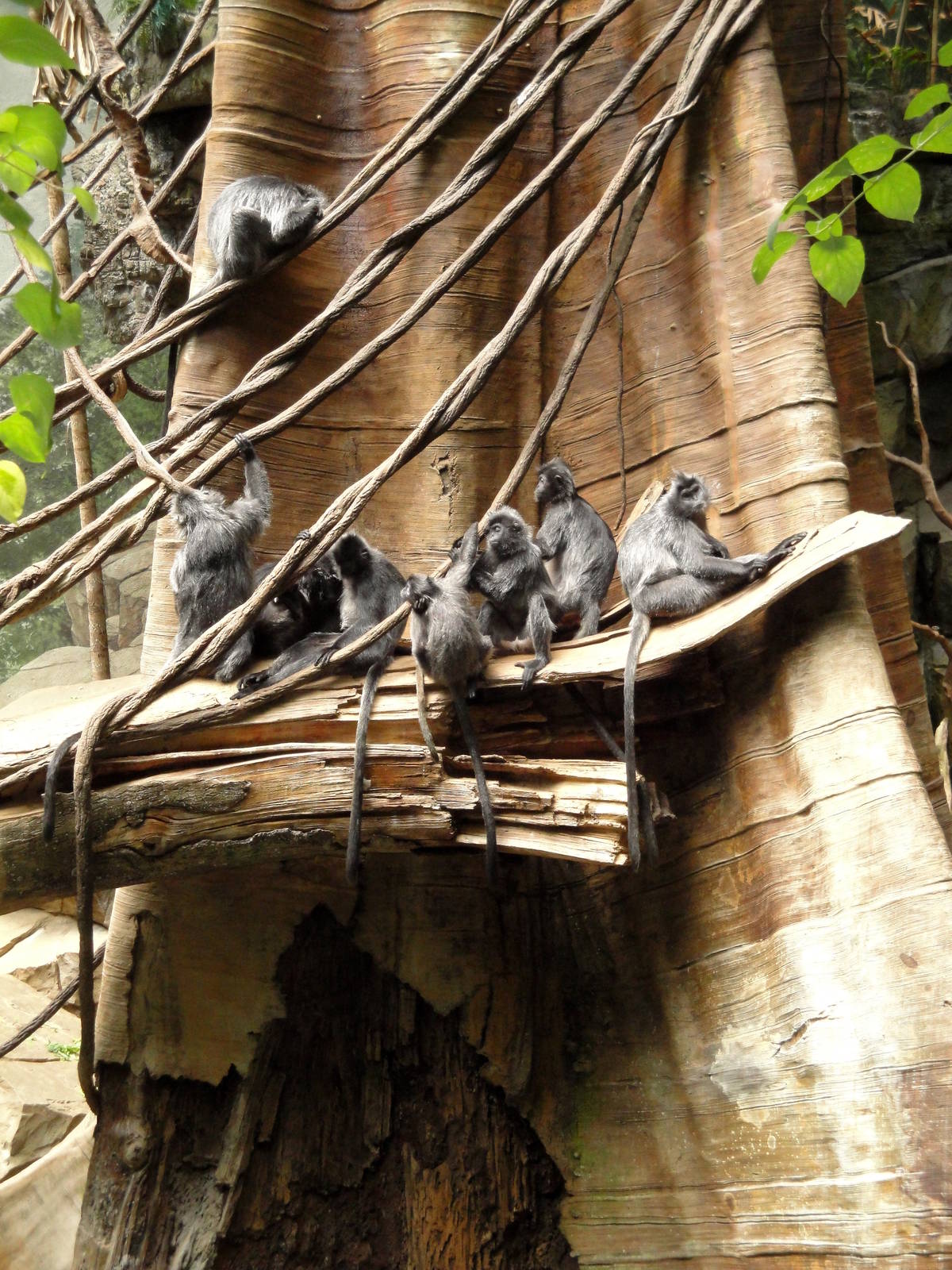 Jungle World - Silvered Langurs