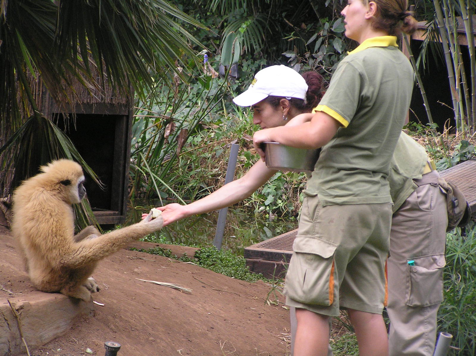 Jungle world - Tenerife