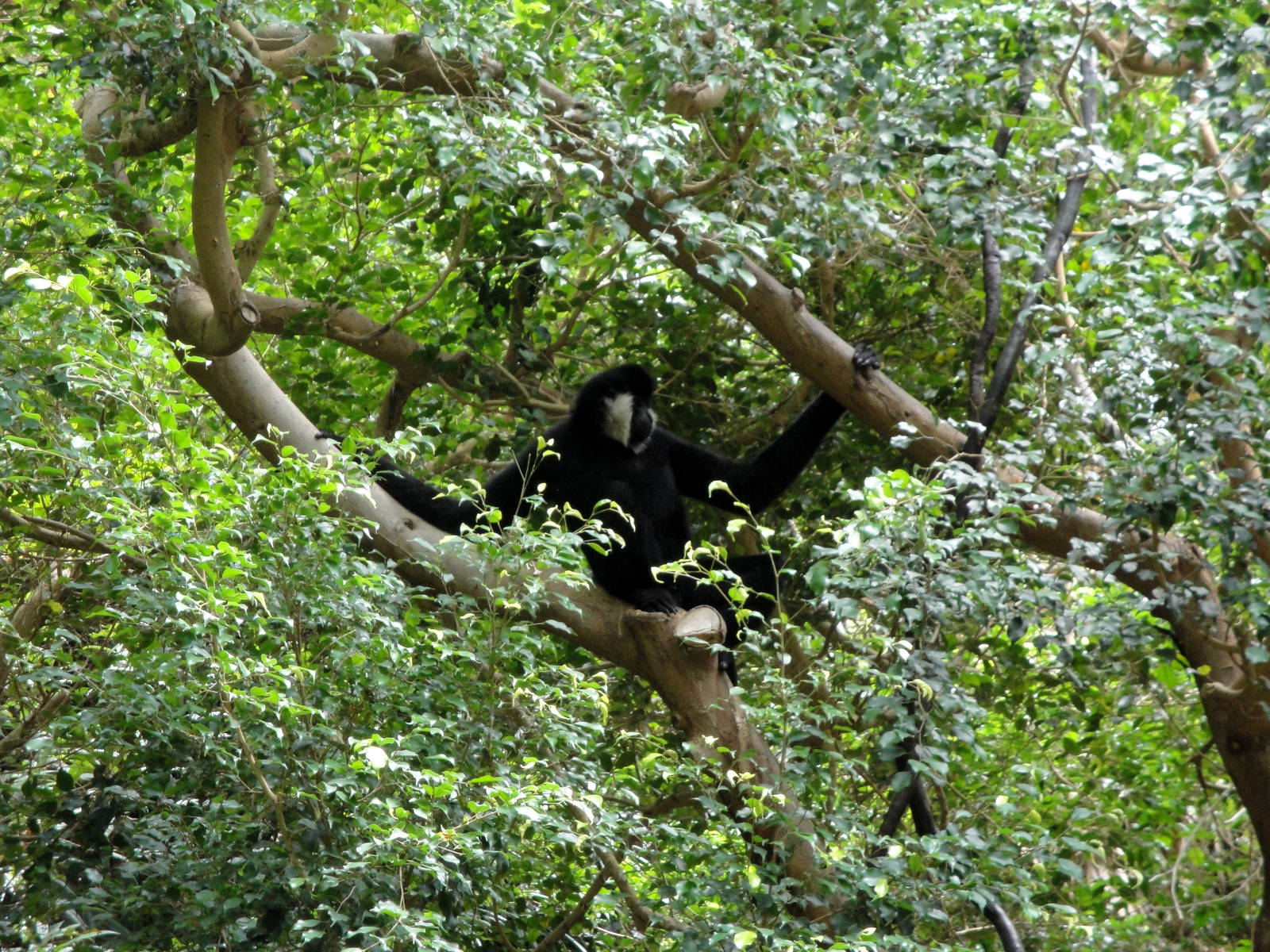 Jungle World - White-cheeked Gibbon