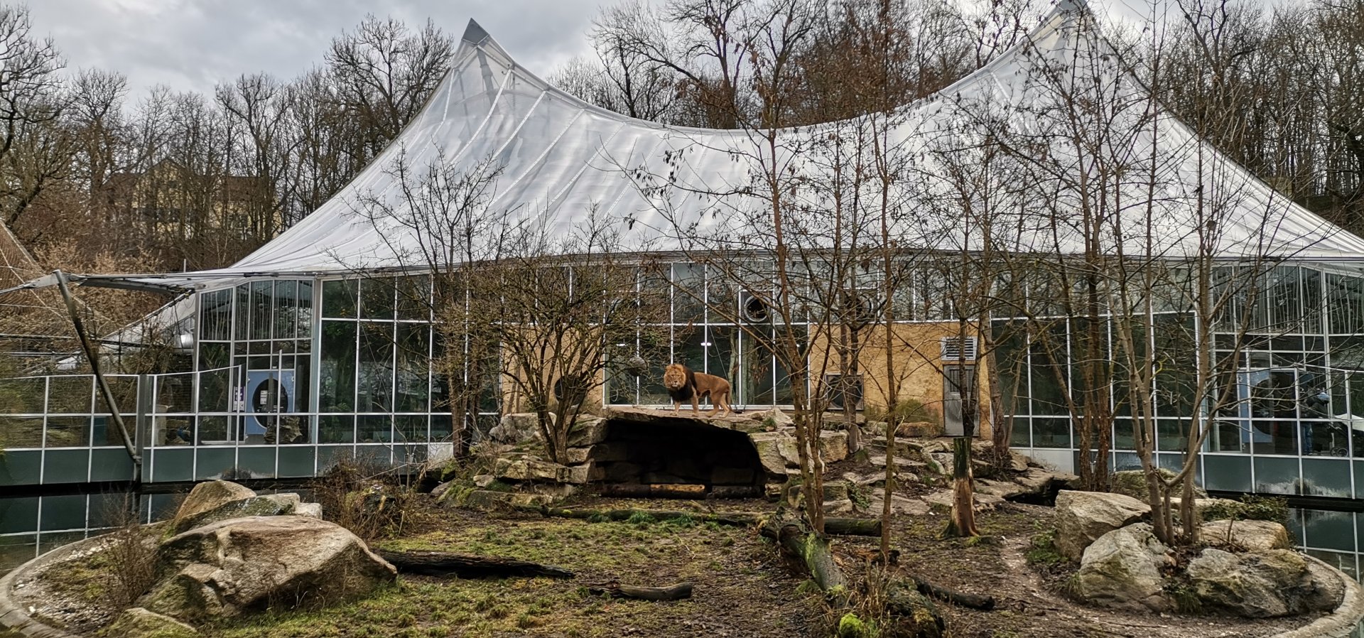 Jungle World with the Lion outdoor exhibit