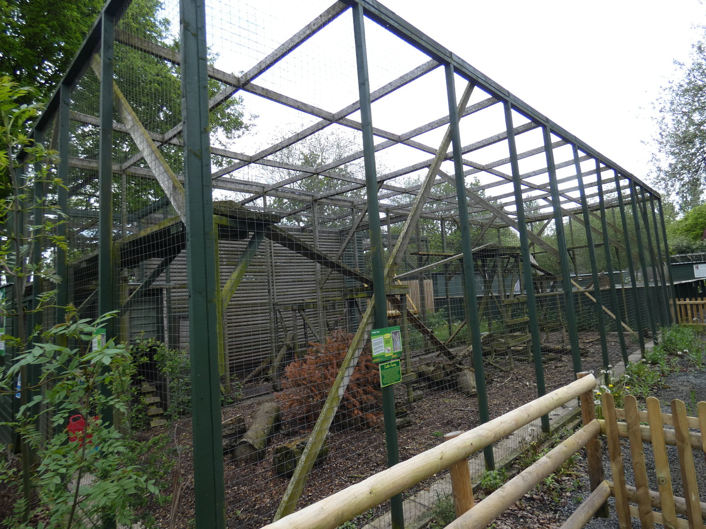 Junglecat enclosure