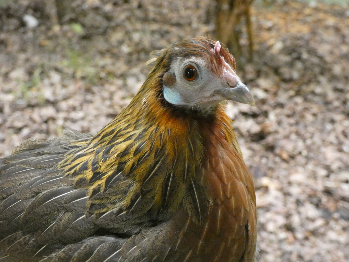 Junglefowl ID - Plzen Zoo