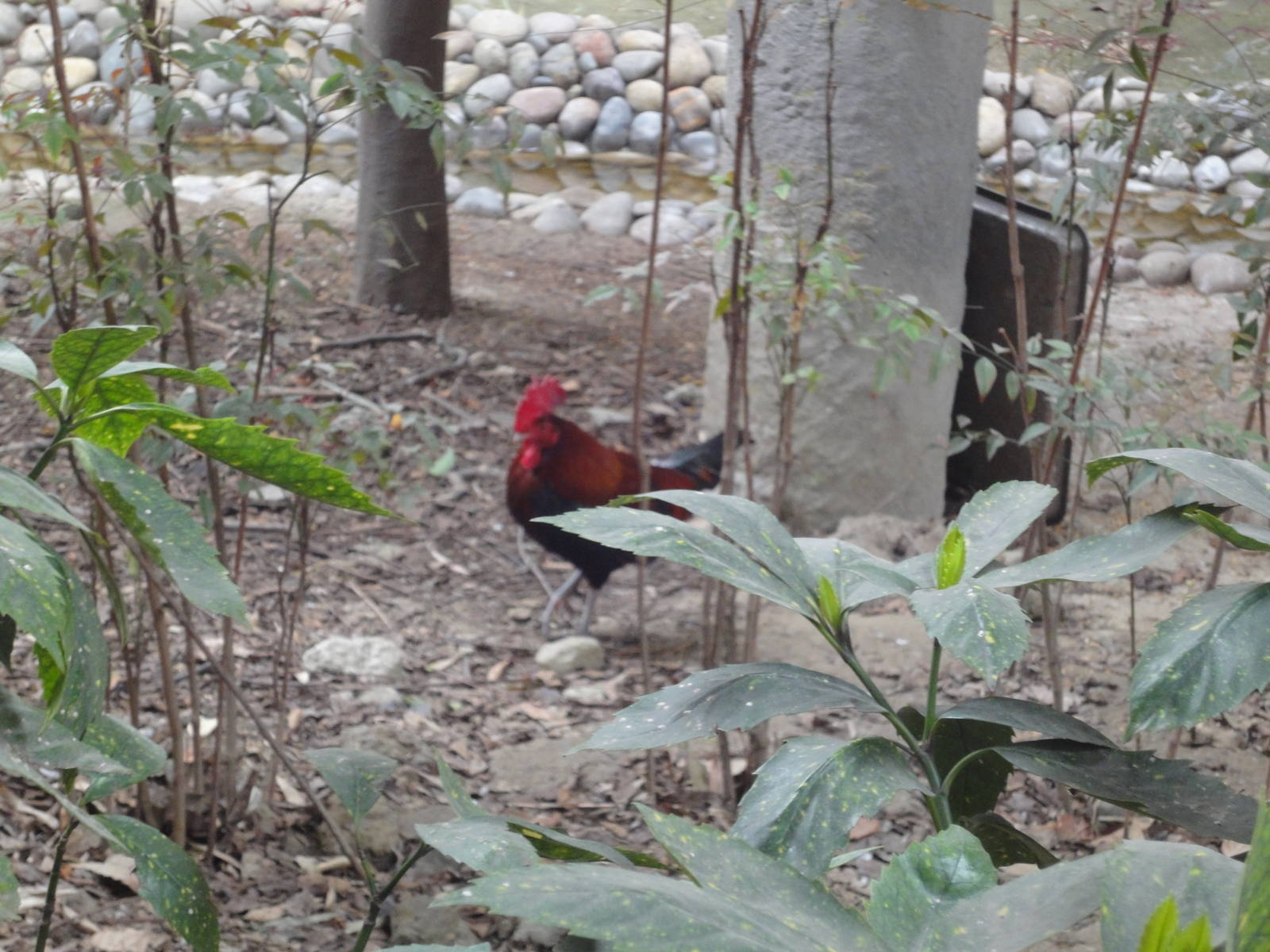 Junglefowl in Walk Through Aviary