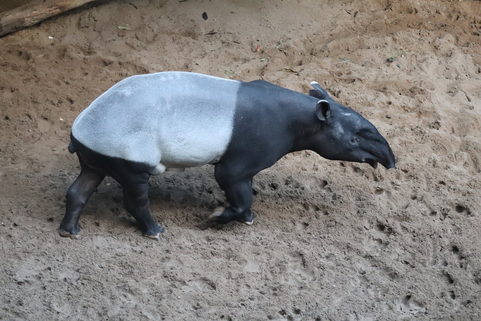 JungleWord - Malayan Tapir