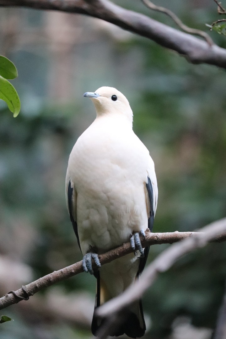 JungleWord - Pied Imperial Pigeon