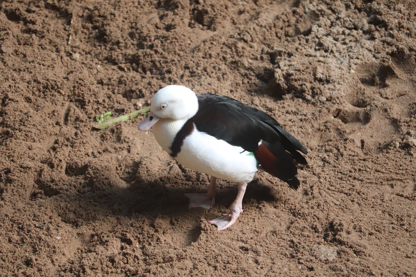 JungleWord - Radjah Shelduck