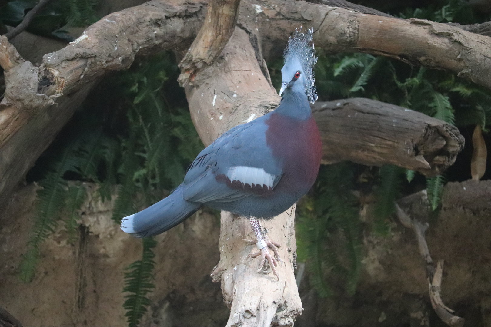 JungleWord - Victoria Crowned-Pigeon